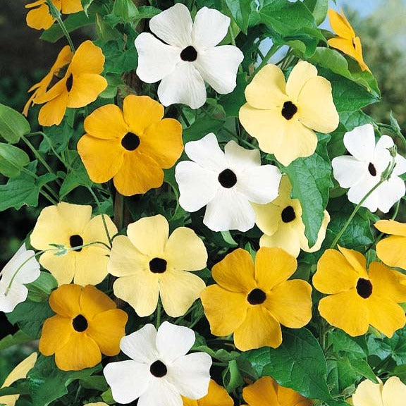 Black Eyed Susan Susie Mix