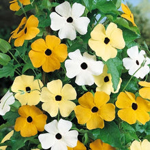 Black Eyed Susan Susie Mix