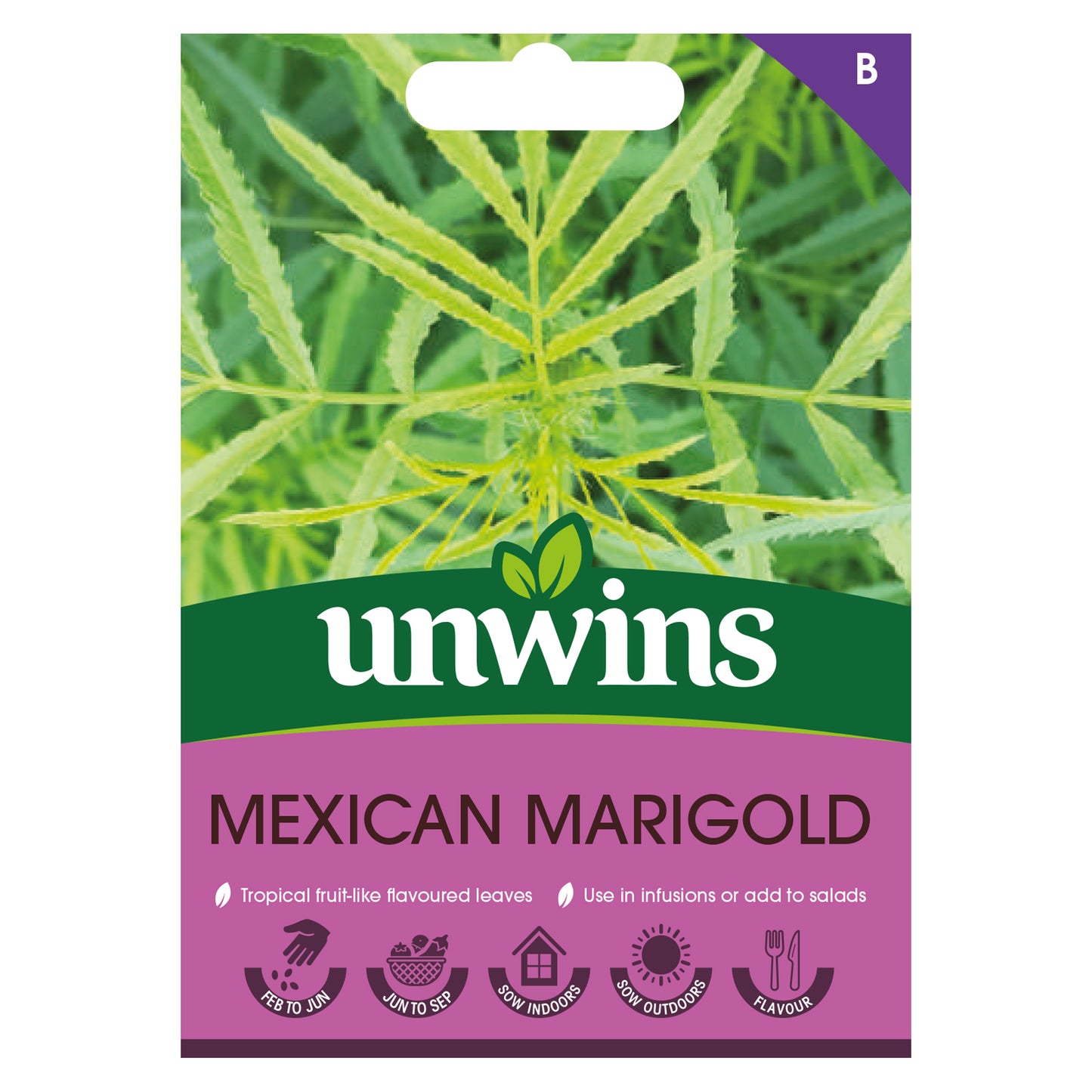 Herb Mexican Marigold