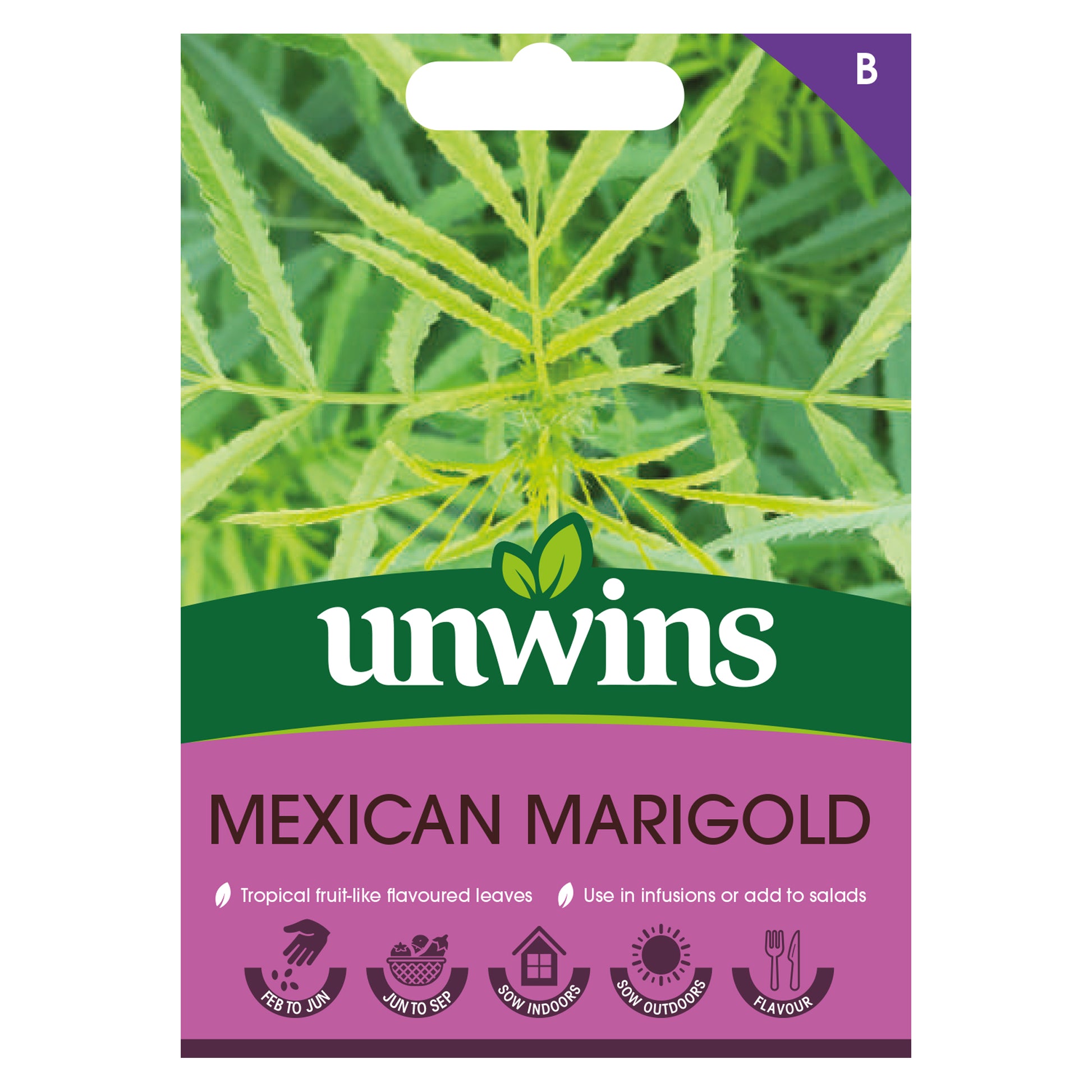 Herb Mexican Marigold
