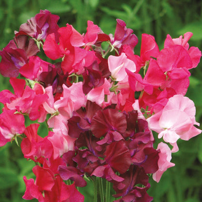 Sweet Pea Berry Kiss