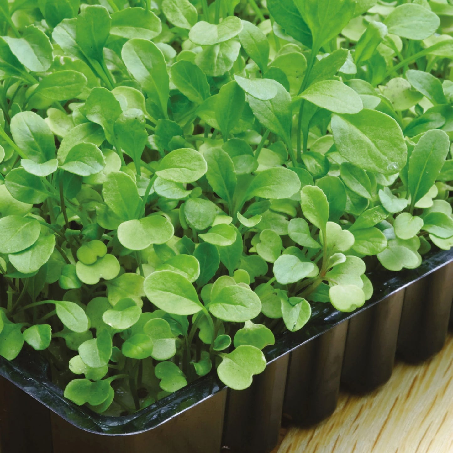 MicroGreens Broccoli