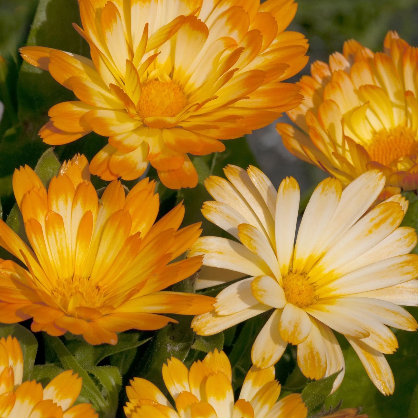 Calendula Oopsy Daisy