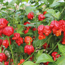 Pepper (Chilli) Armageddon F1