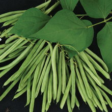 French Bean (Climbing) Isabel