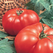 Tomato (Beefsteak) Marmande
