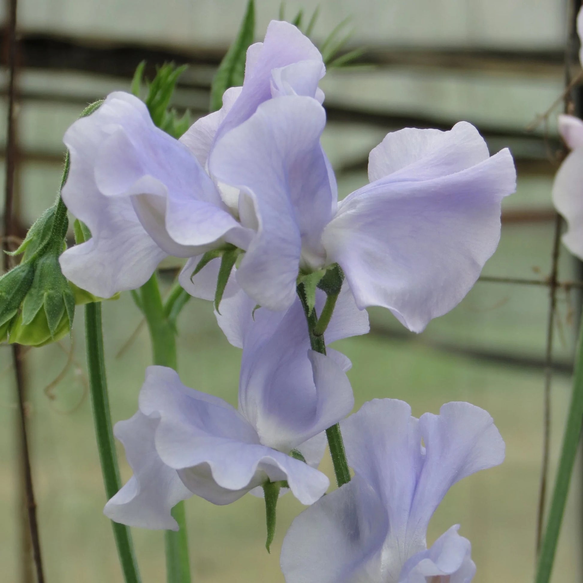 Sweet Pea Ballerina Blue AGM