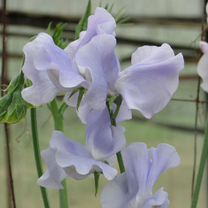 Sweet Pea Ballerina Blue AGM