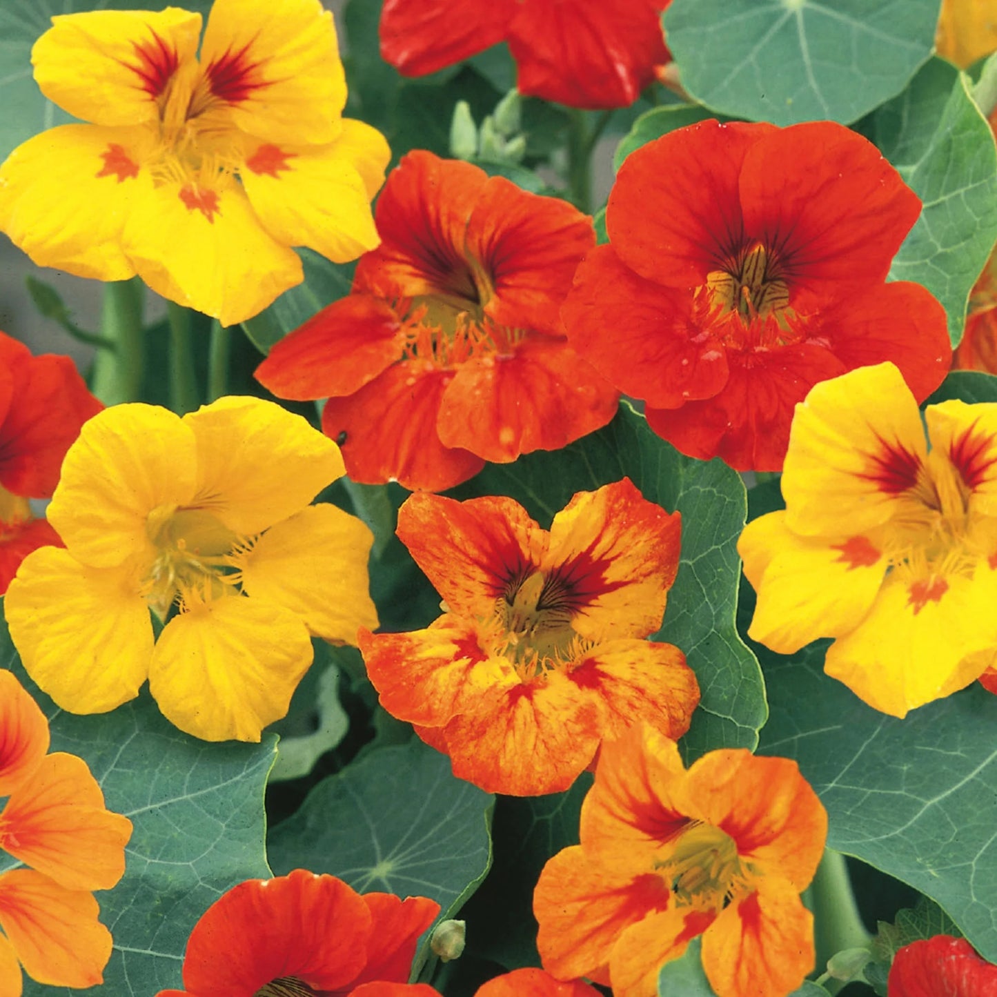 Little Growers Nasturtium Jeepers Creepers