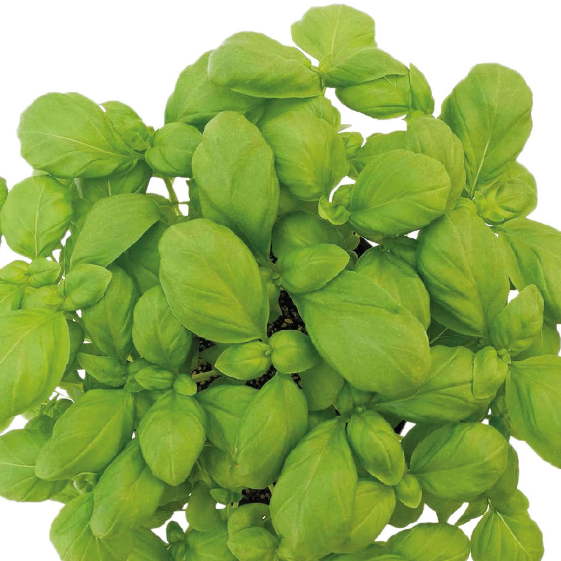 Unwins Seeds - Organic