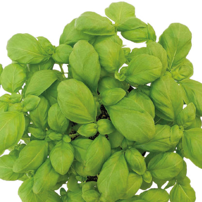 Unwins Seeds - Organic