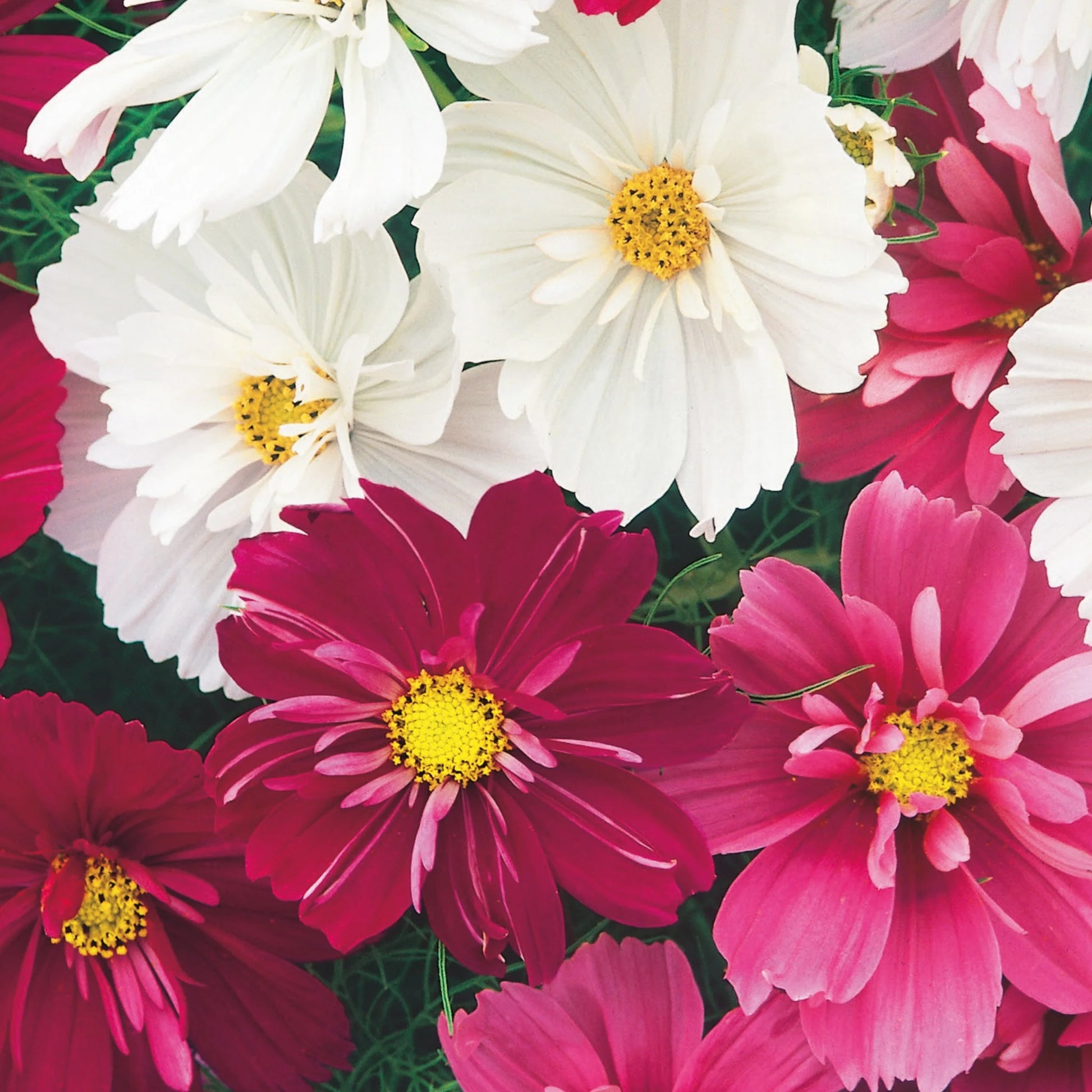 Unwins Bee & Butterfly Friendly Flower Seed Bundle