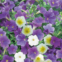 Petunia Summer Sky Mix