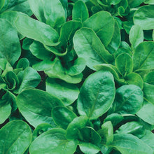 Salad Leaf Lamb's Trophy