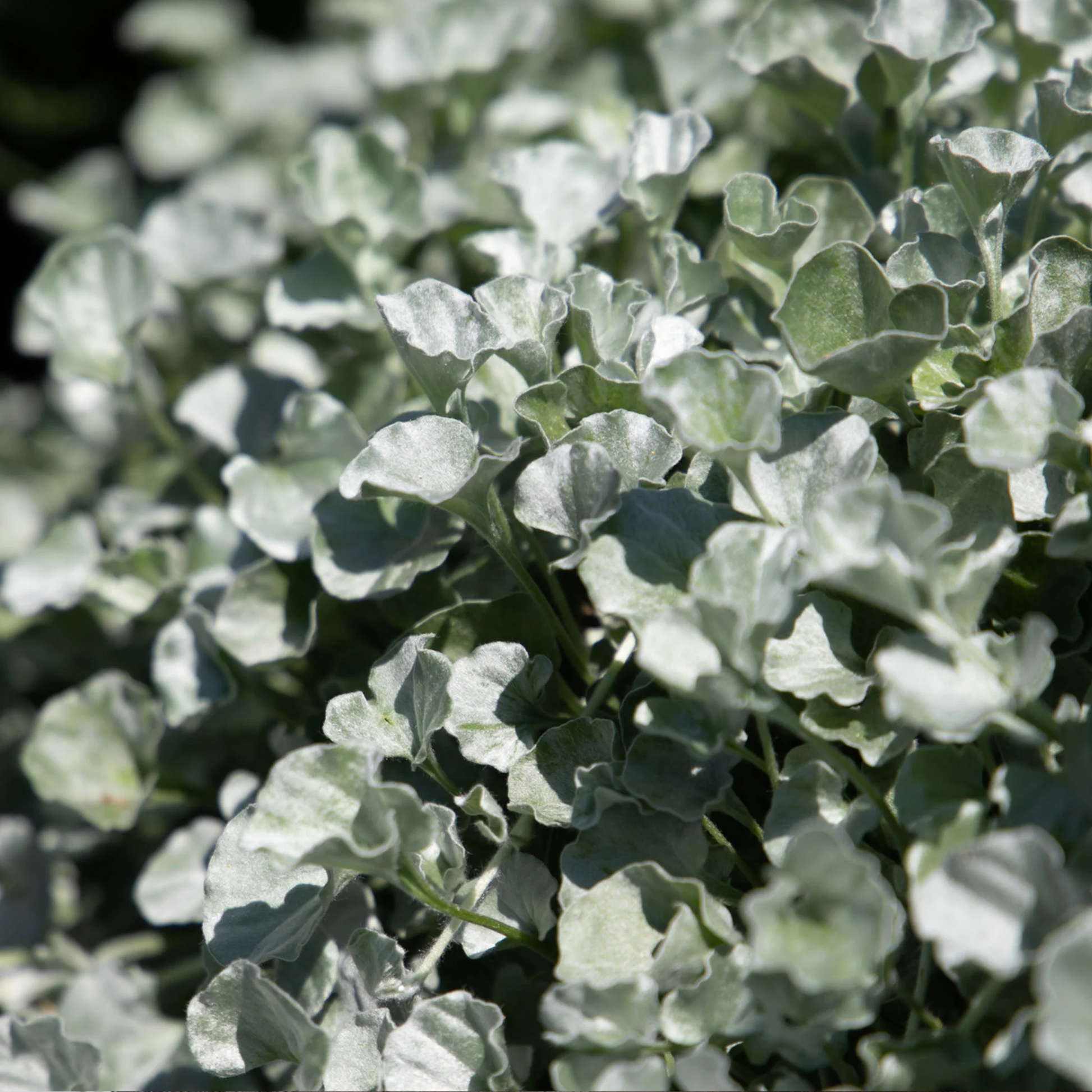 Unwins Seeds - Houseplant