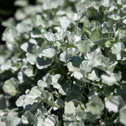 Unwins Seeds - Houseplant