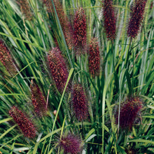 Ornamental Grass Pennisetum alopecuroides