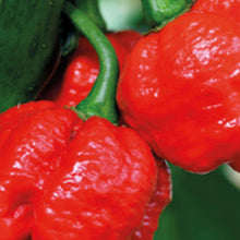 Pepper (Chilli) Trinidad Moruga Scorpion