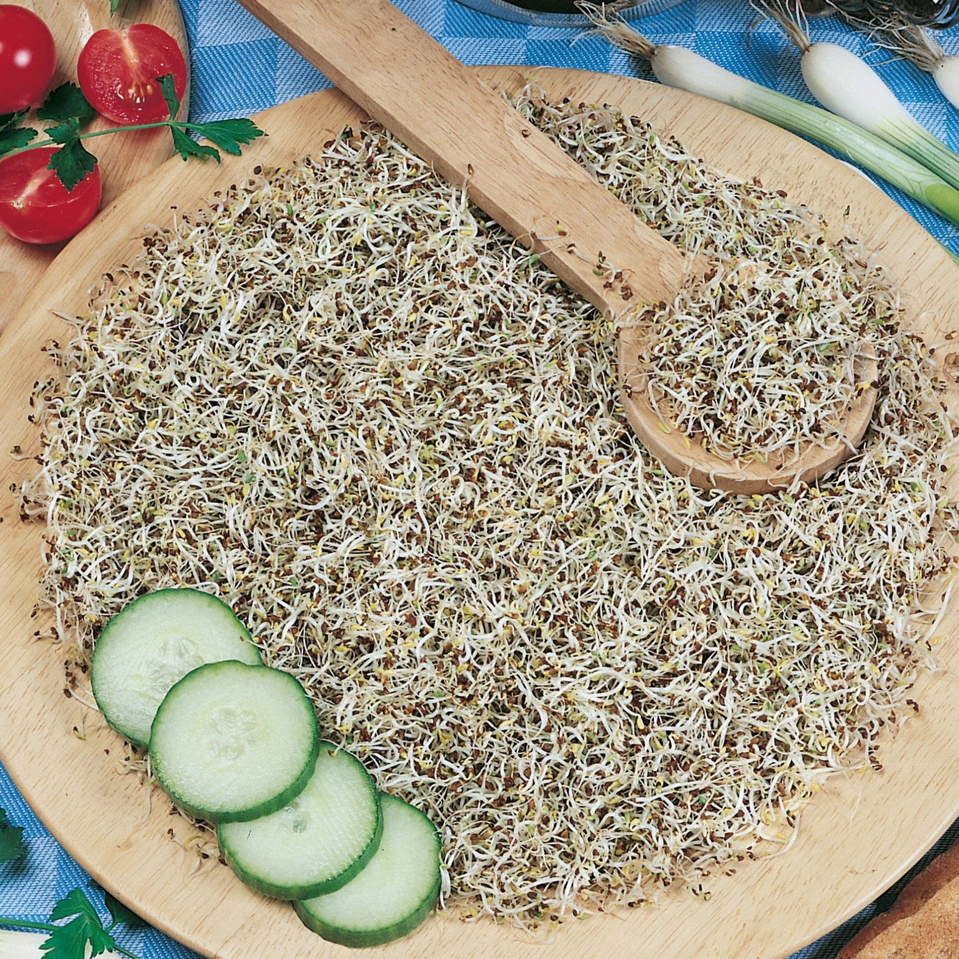 Sprouting Seeds Rocket