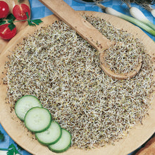 Sprouting Seeds Rocket