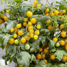 Tomato (Cherry) Sweet Sturdy Grace F1