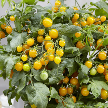 Tomato (Cherry) Sweet Sturdy Grace F1