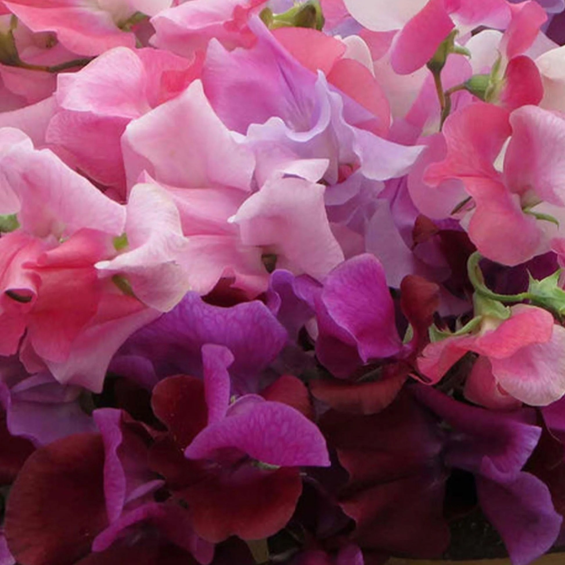 Sweet Pea Bubble Gum Mix