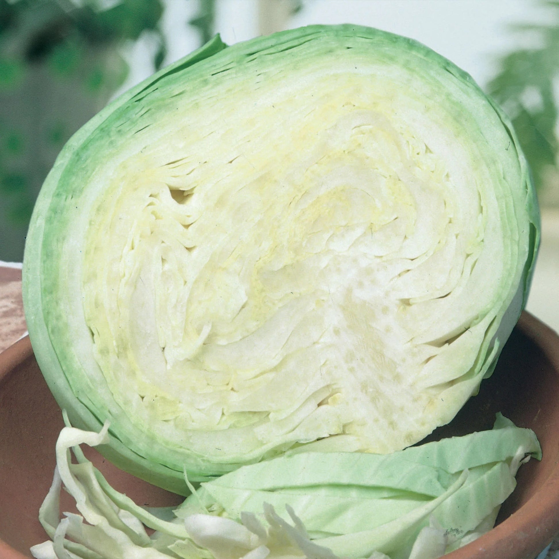 Cabbage (Round) Holland Winter White