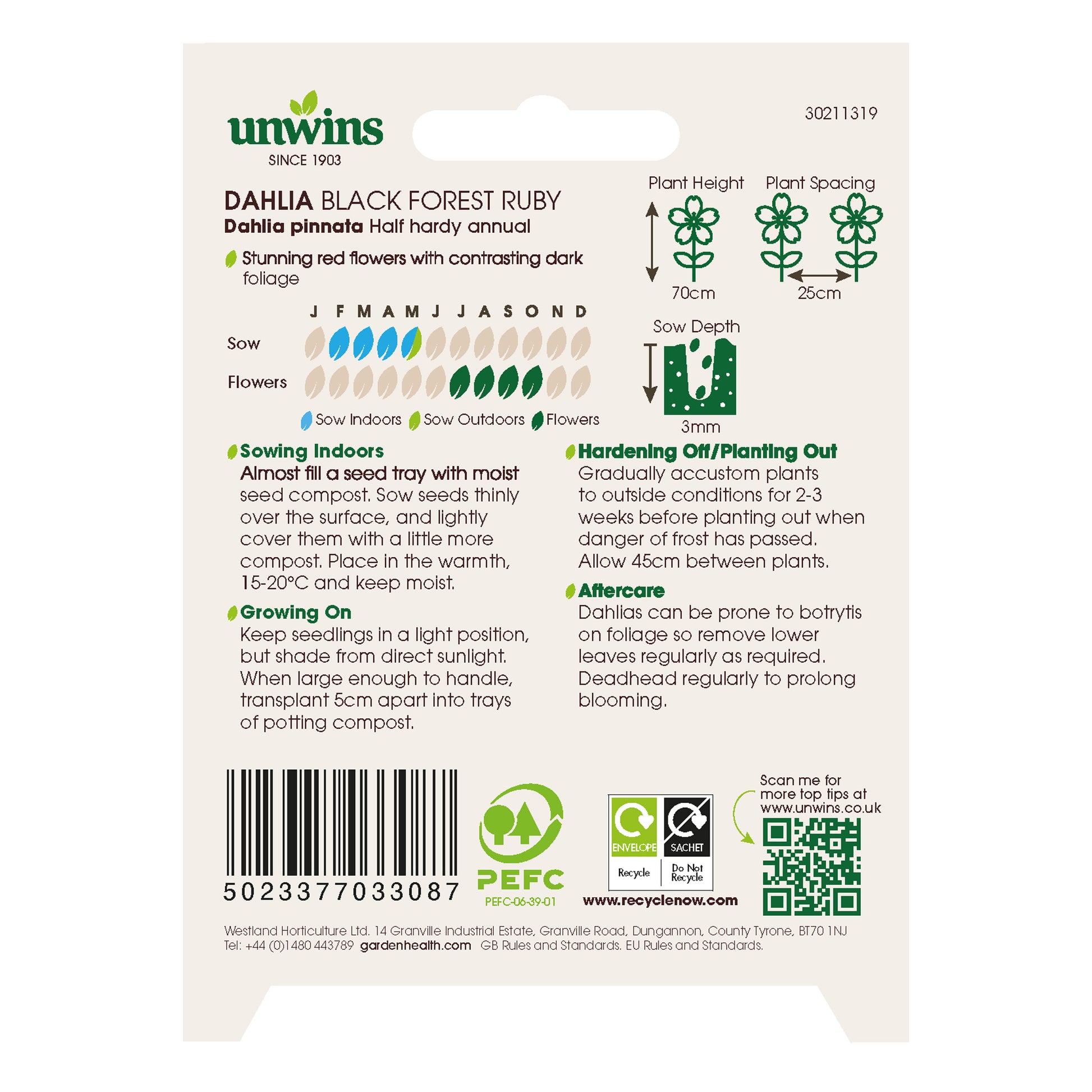 Dahlia Pinnata Black Forest Ruby