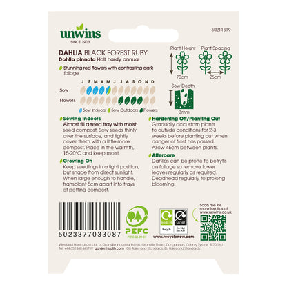 Dahlia Pinnata Black Forest Ruby