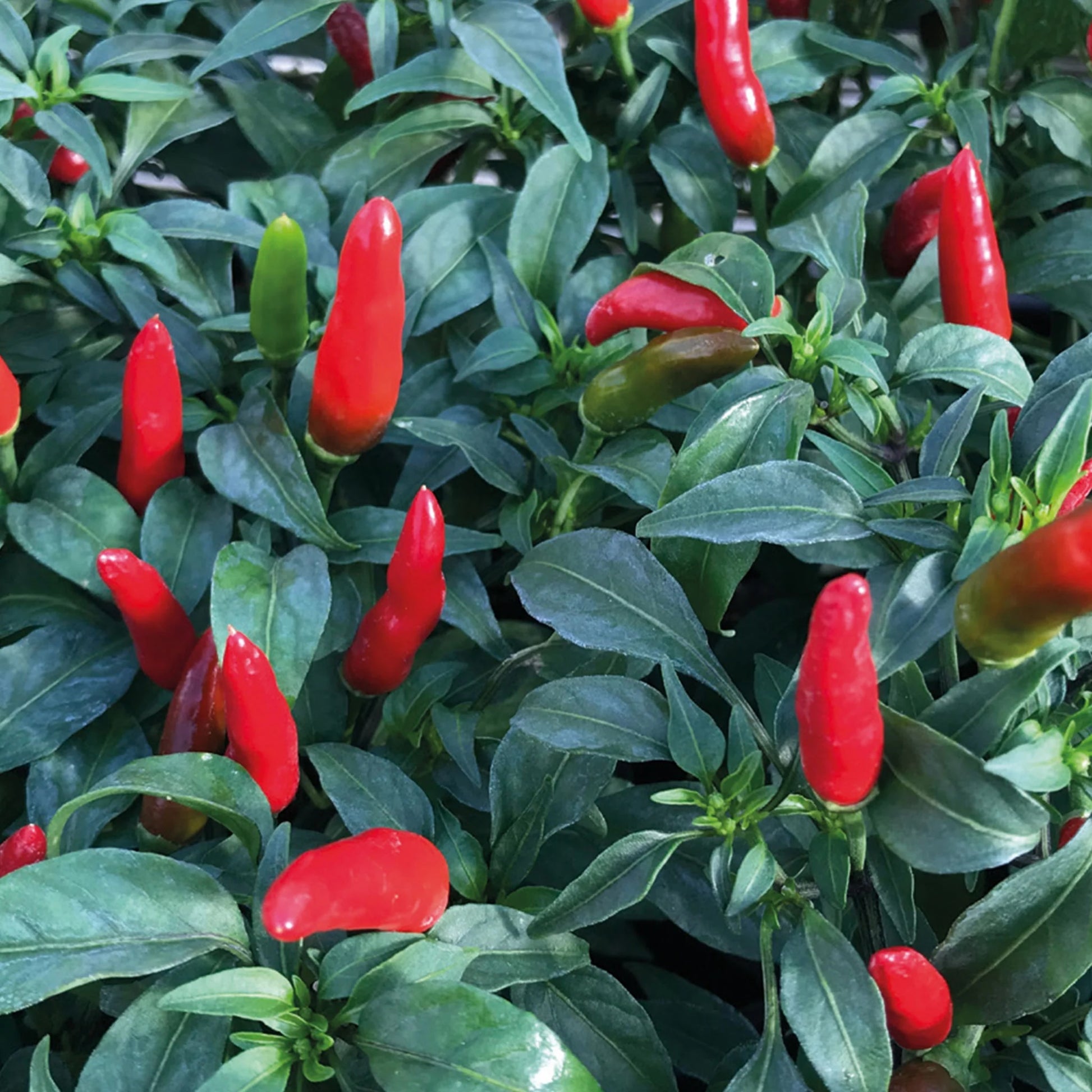 Pepper (Chilli) Quickfire