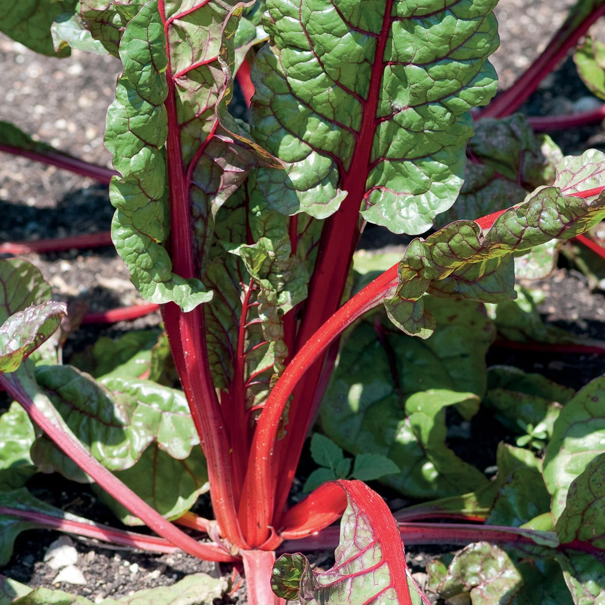 Unwins Cut-and-Come-Again Veg Seed Bundle