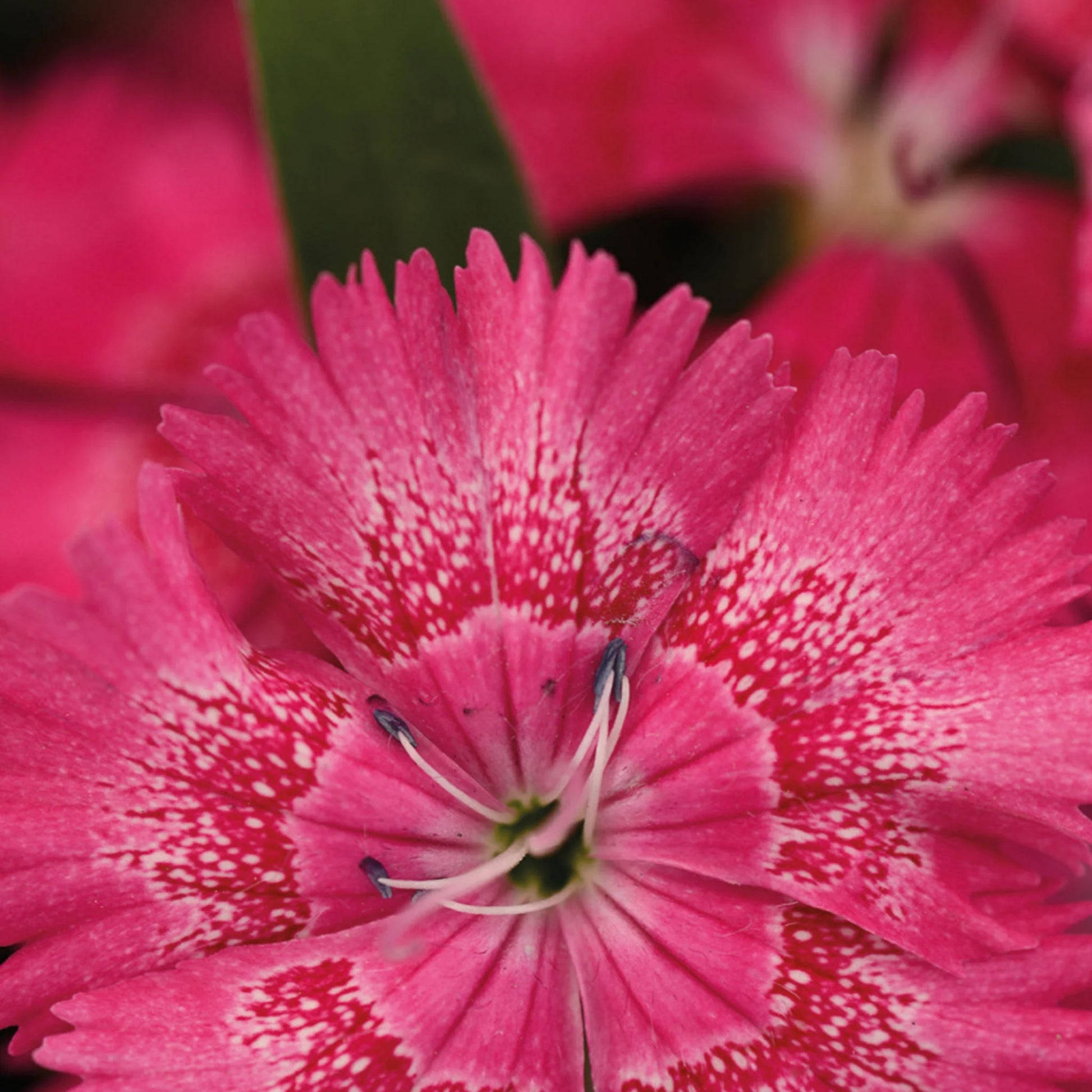 Dianthus True Rose