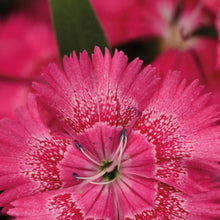 Dianthus True Rose
