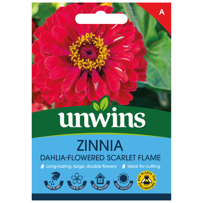 Zinnia Dahlia-flowered Scarlet Flame