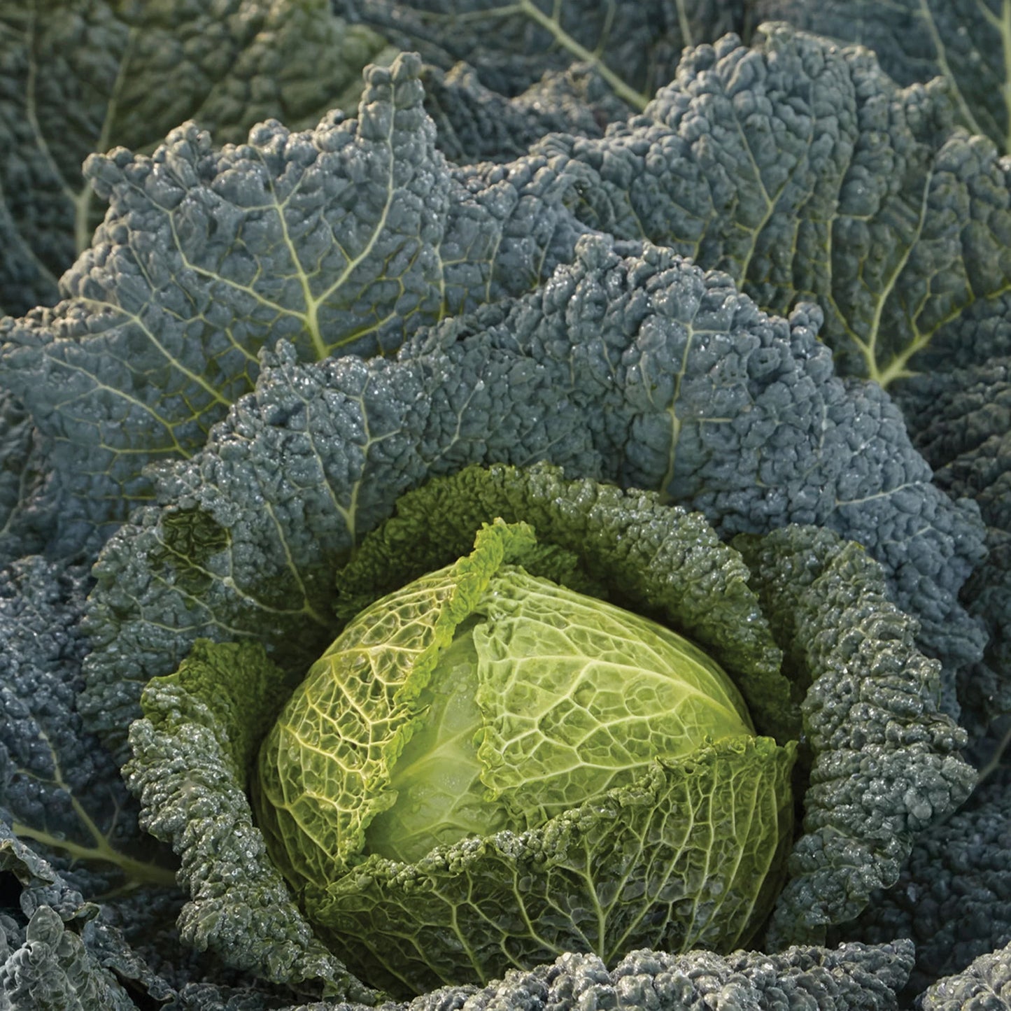 Cabbage (Savoy) Cordesa F1