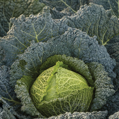 Cabbage (Savoy) Cordesa F1