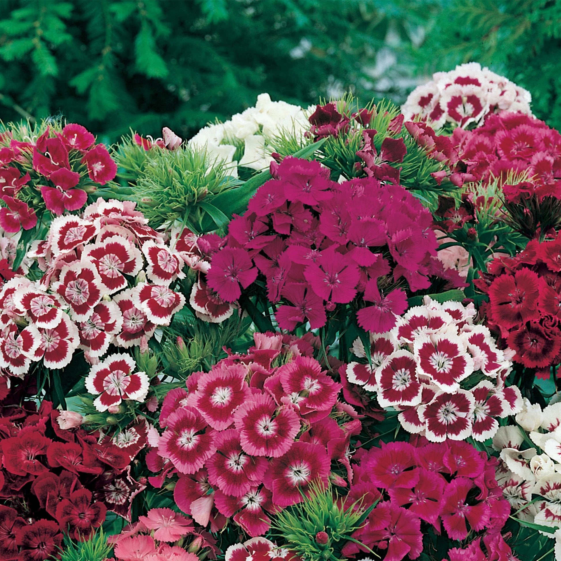 Sweet William Early Summer Scented