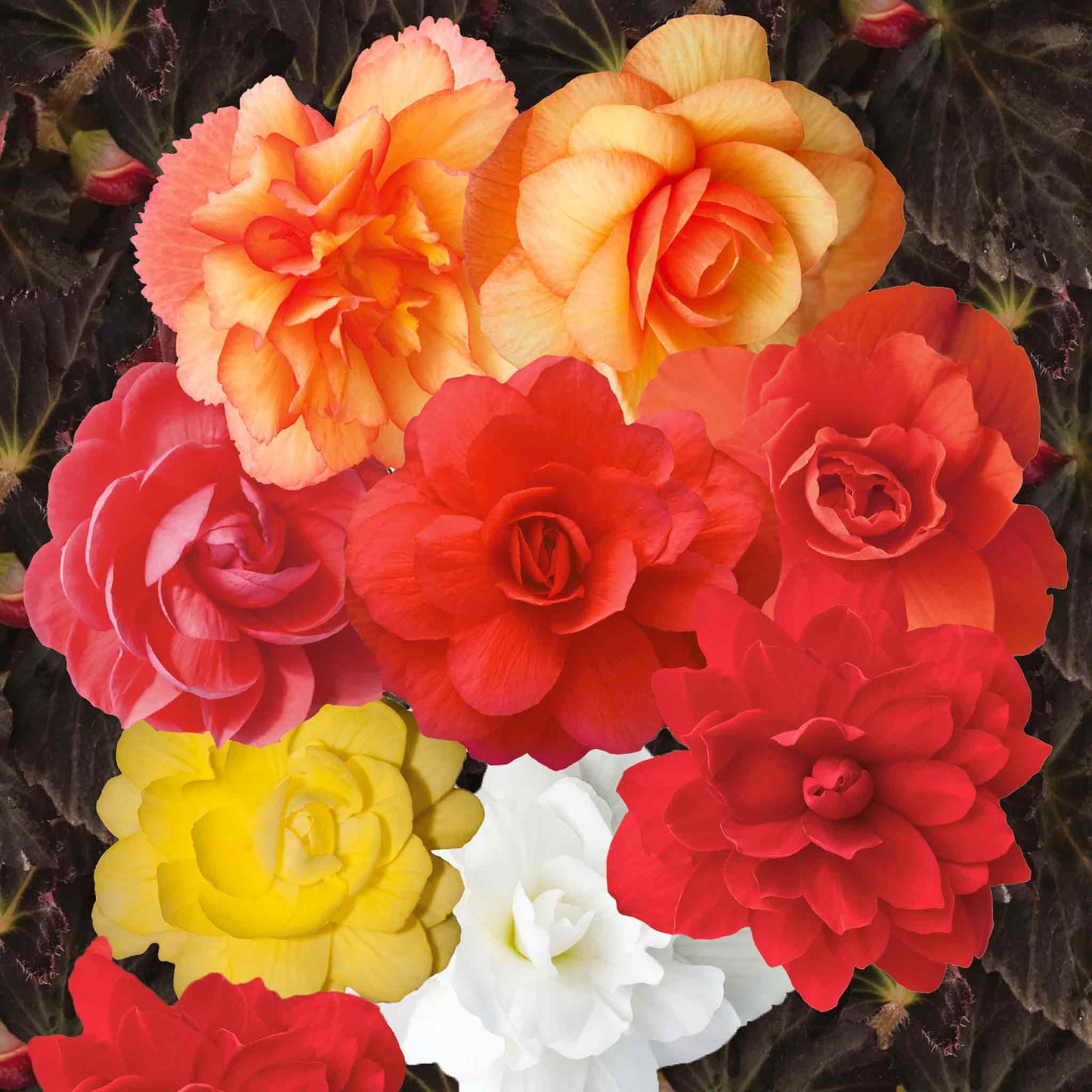 Begonia Illuminations Mix