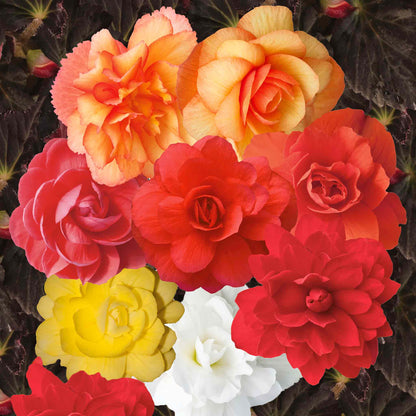 Begonia Illuminations Mix