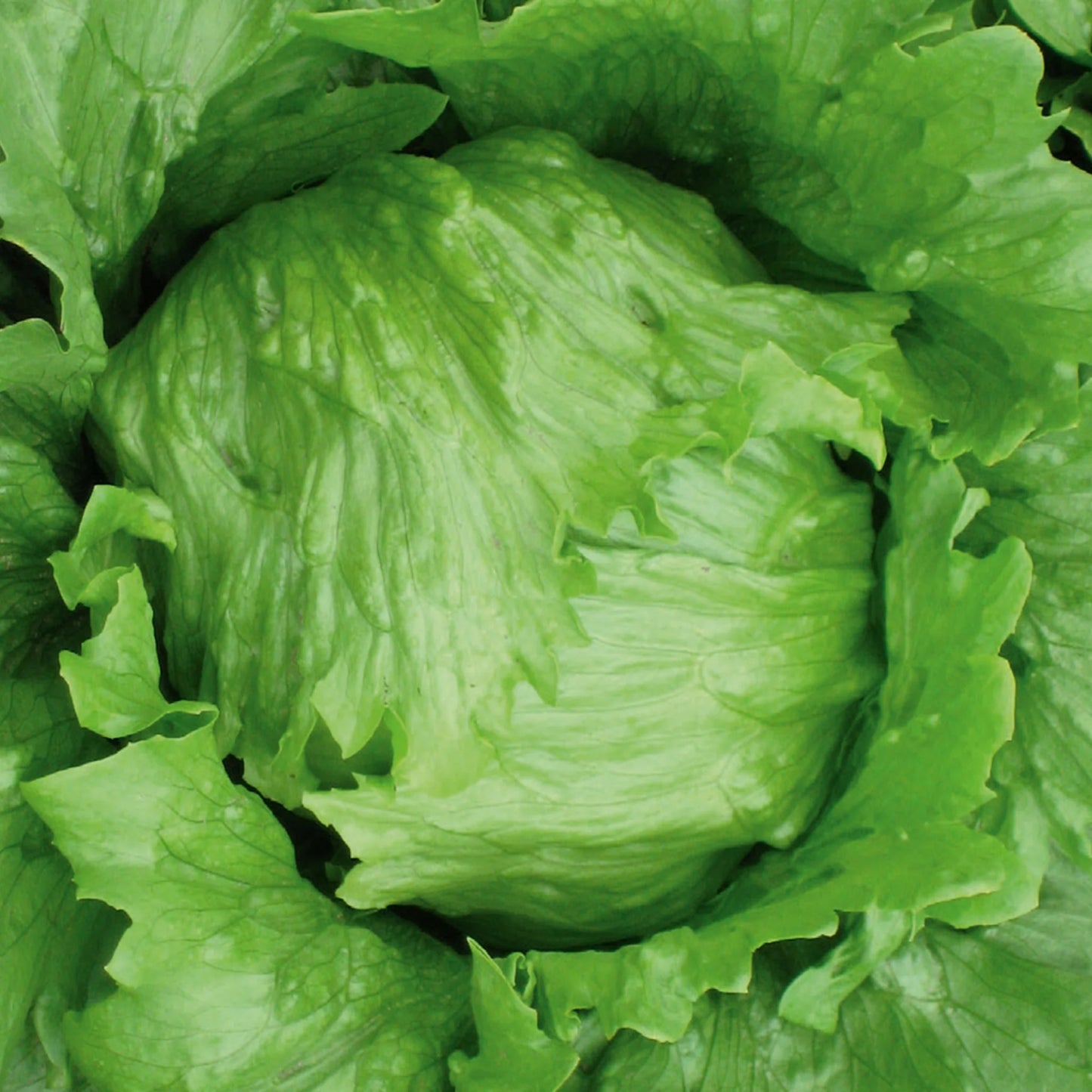 Lettuce (Iceberg) Robinson