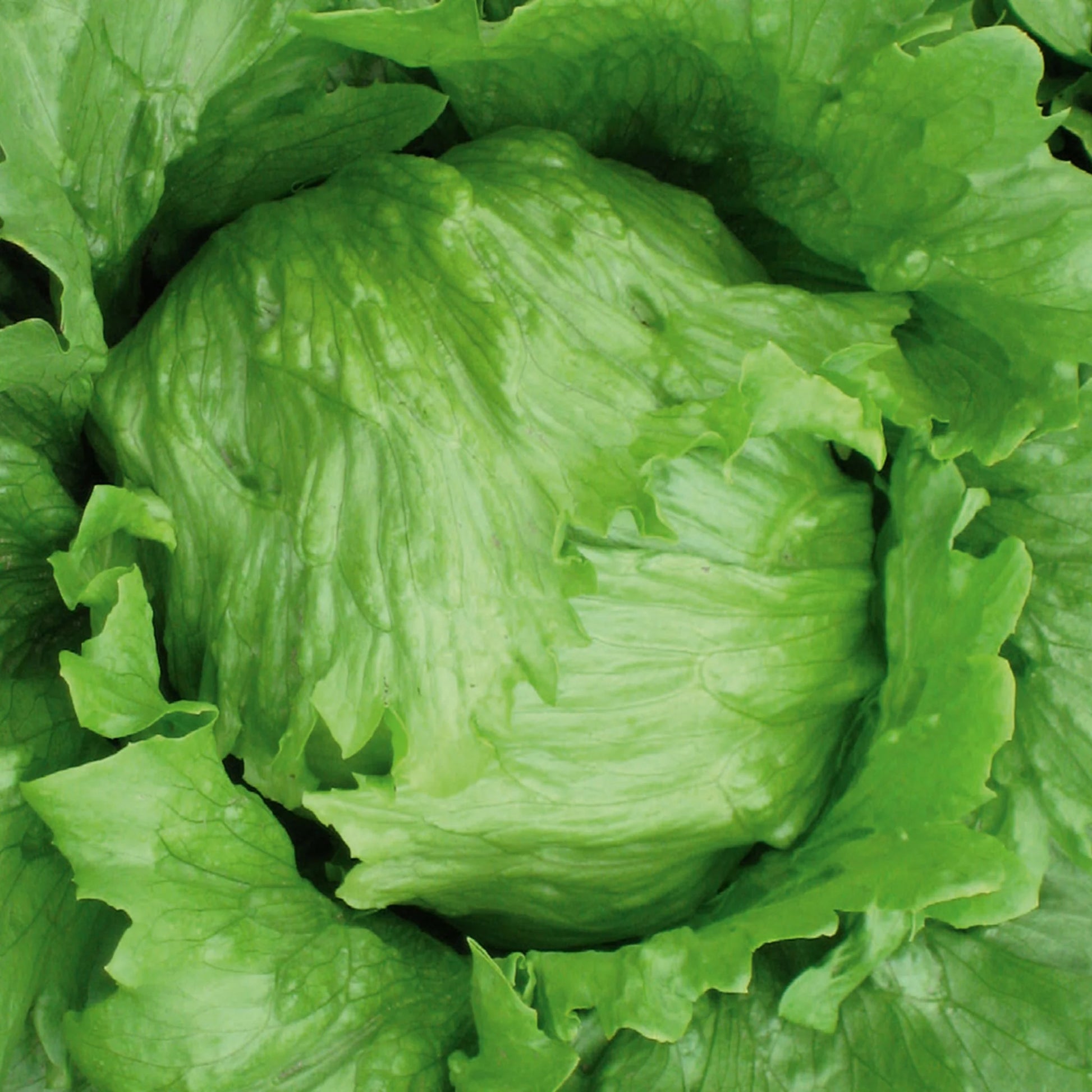 Lettuce (Iceberg) Robinson