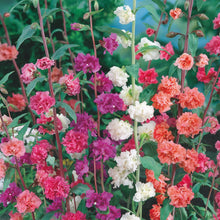Clarkia Double Mix