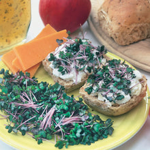 Sprouting Seeds Red Cabbage