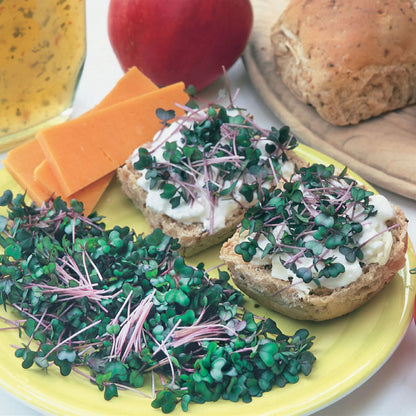 Sprouting Seeds Red Cabbage