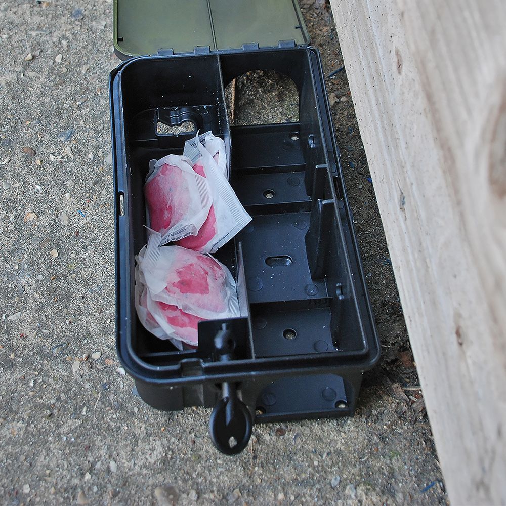 The Big Cheese Mouse & Rat Killer Pasta Bait Sachets