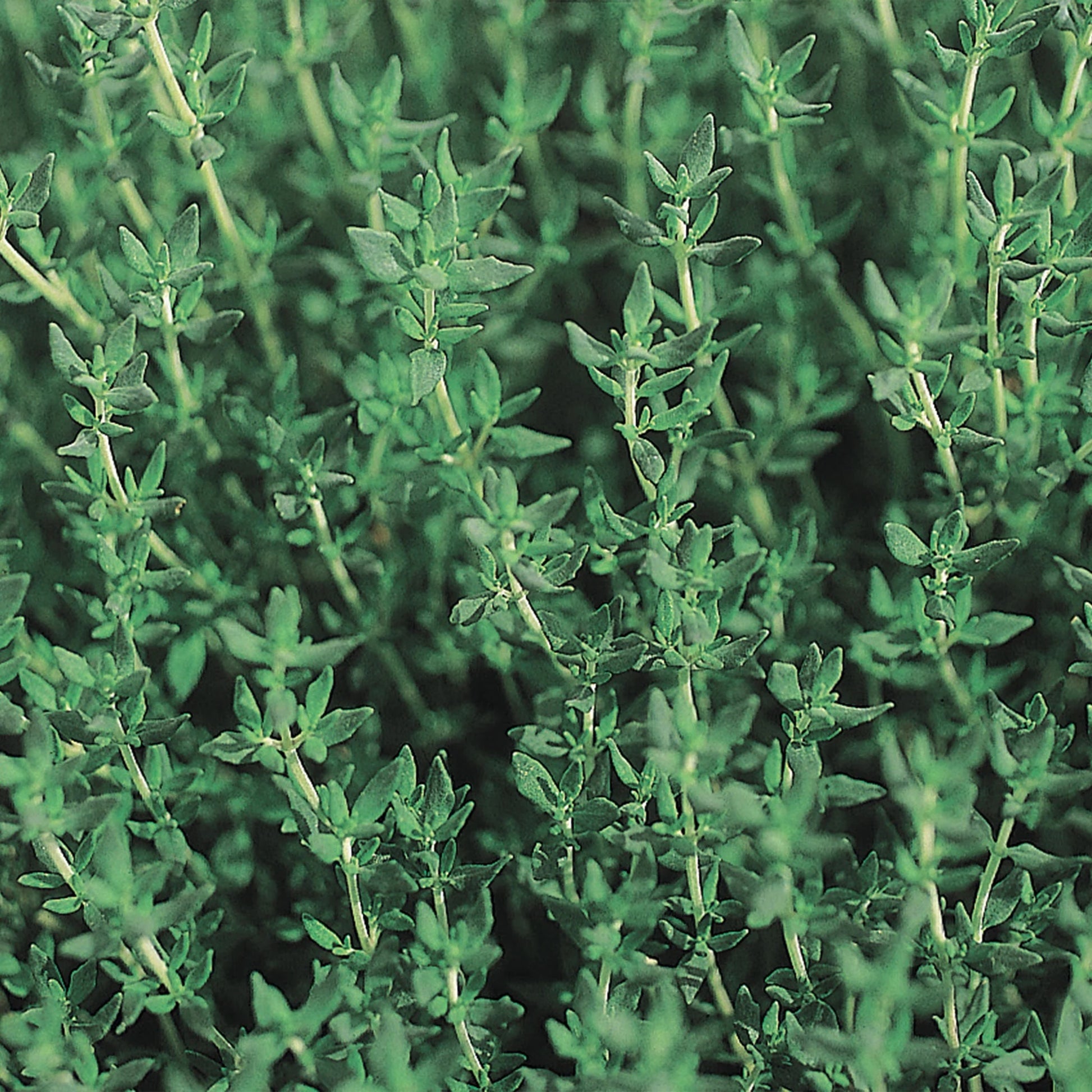 Unwins Seeds - Organic