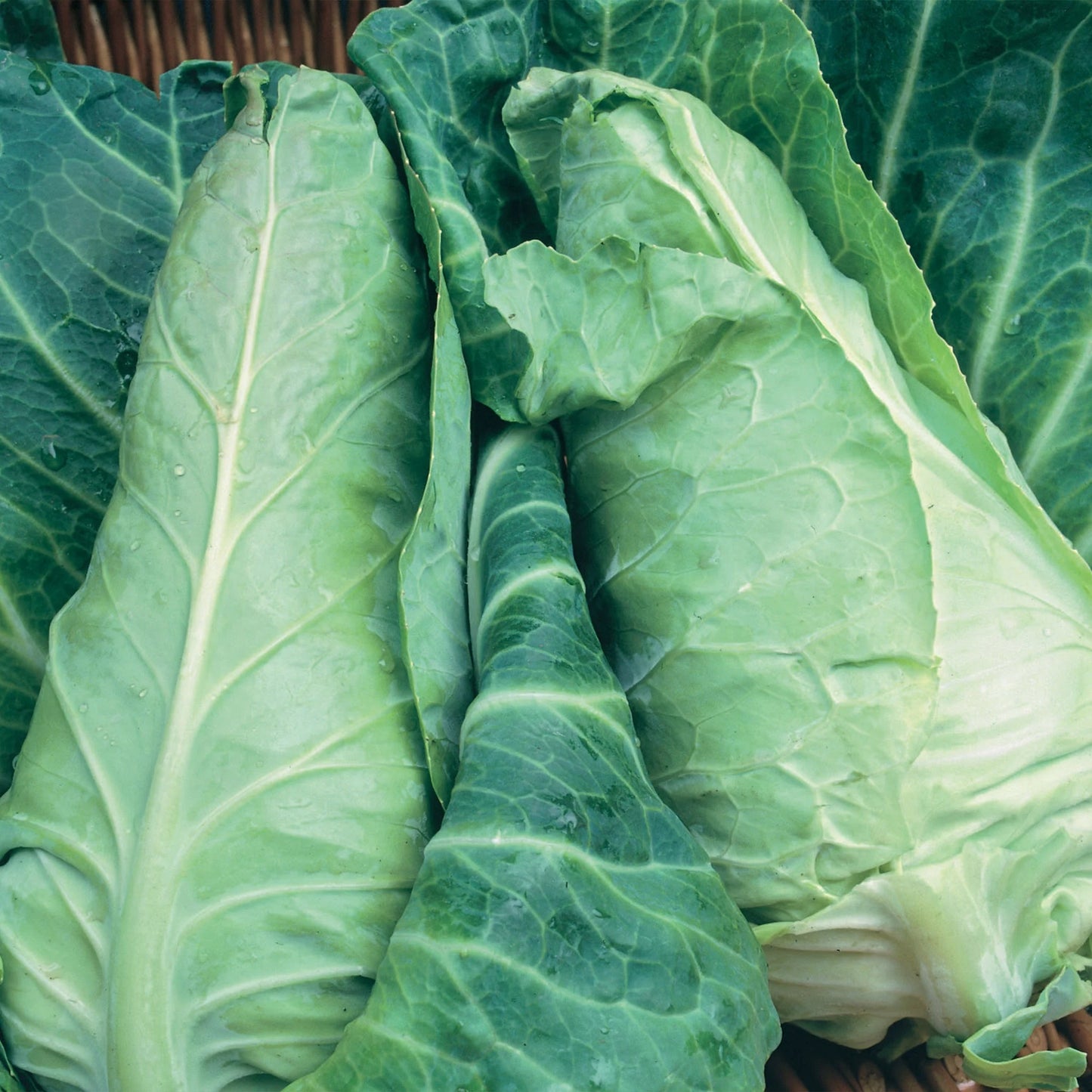 Cabbage (Pointed) Dutchman F1