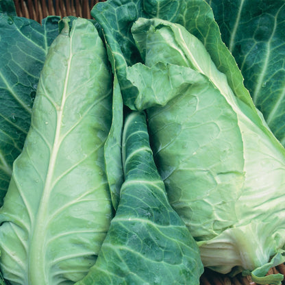 Cabbage (Pointed) Dutchman F1