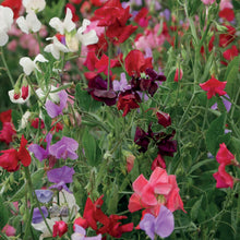 Sweet Pea Unwins 120 Years Mix